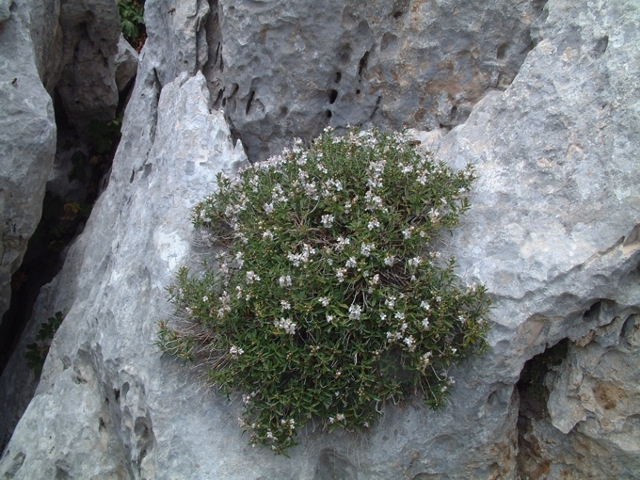 Satureja montana subsp. montana / Santoreggia montana